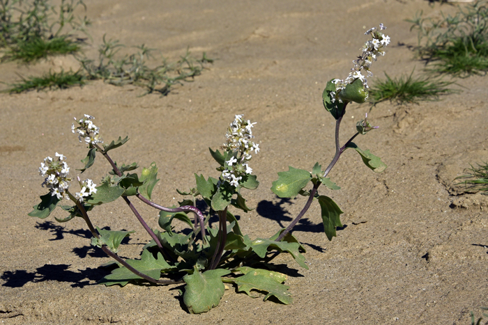 Spectaclepod is an erect annual with stems, few or none, branching from the base. Note that the stems are leafy. The photo shows a plant growing in its preferred sandy soil habitat. Dimorphocarpa wislizeni 
